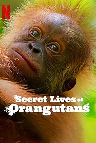 Secret Lives of Orangutans 2024 Hindi Dubbed English 480p 720p 1080p FilmyHit